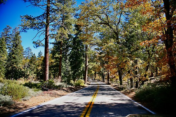 Jenks Lake Rd. Angelus Oaks  - 53 of 58