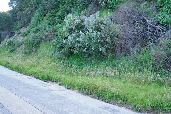 mt-hollywood-dr-2024-183