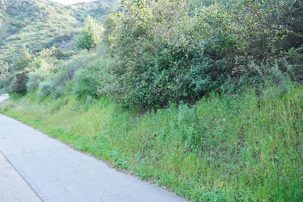 mt-hollywood-dr-2024-162