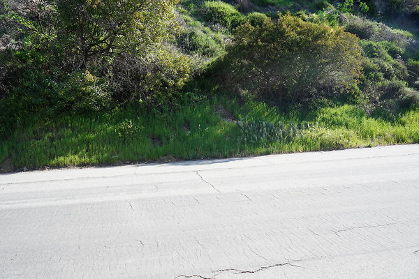 mt-hollywood-dr-2024-250