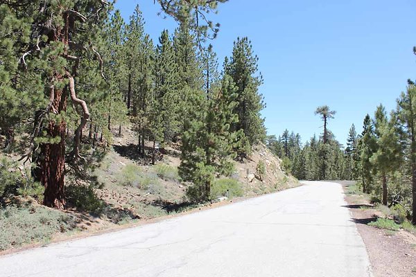 MT PINOS Upper LPNF